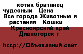 котик британец чудесный › Цена ­ 12 000 - Все города Животные и растения » Кошки   . Красноярский край,Дивногорск г.